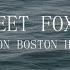 Fleet Foxes Live On Boston Harbor