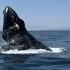 Wow Whales And Pod Of Dolphins Crash Tour Guide Trip To Catalina Island
