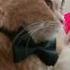Bow On A Cat Name Muffin