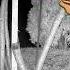 I Seen Raccoons Deer Cat A Moth On Alan S Trail Cam
