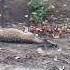 Poor Deer Struggle For Life Viralshort Nature Deer Life Kanhna Jungle Struggle Rehnuma