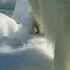 Polar Bear Amazing Animals