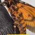 Deaths Head Hawk Moth From The Silence Of The Lambs Hawkmoth Deathshead Moths Buffalobills