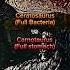 Cerato Vs Carno The Isle Evrima Theisle Dinosaur Debate Pvp