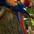 Beautiful Colorful Parrots In The Wild Nature S Rainbow Birds Birdsinpk Viralvideo