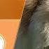 Dogs 101 CHOW CHOW Top Dog Facts About The CHOW CHOW