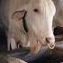 Sher Khan Most Beautiful And Biggest Hansa Munda Ox Of Punjab Dairy Farm For 2025 Viral Trending