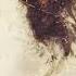Passion The Last Temptation Of Christ Soundtrack Track 7 A Different Drum Peter Gabriel