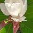 Magnolia In Sukhum City Travel Garden Flowers
