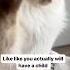 THE TRUTH About Owning A Siamese Cat