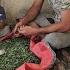 Jahanbakhsh S Effort To Provide Mountain Vegetables For A Low Income Family