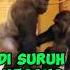 Ternyata Begini Ketika Gorilla Jantan Lagi Birahi Berat Gorilla Hewan Shorts