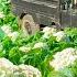 Use 3 Wheeled Truck To Harvesting Cauliflower Goes To Countryside Market Sell Farm Life