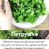 Петрушка советы петрушка