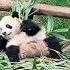 루이바오 이제 슬슬 대나무맛을 알아버리고 있다 다컷네 ㅎ 루이바오 판다 Panda