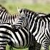 Meet The Zebra Fun Facts For Kids