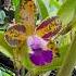 One Of The Most Iconic Spotted Cattleya Orchids On The Market RLC Naomi S Delight SVO Plants