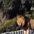 Ndhzenga Male Lion On A Bridge Mala Mala Sabi Sands 15 March 2025