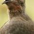 This Bird Can Mimic Any Sound Shorts
