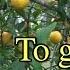 5 Tips How To Grow A Ton Of Lemons On One Tree