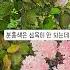 동글동글함이 매력적인 핑크오데마리 분홍설구화 오데마리 분홍오데마리 핑크오데마리 분홍설구화 정원수 조경수 꽃나무 예쁜꽃나무 경산농원 경산묘목 경산꽃나무 경산나무