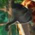 KAA HARJIT KI DOST KHA GAYA Mowgli Ytshorts Junglebook Junglebookshorts Viralshorts