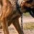 The Soldier Returned Crying When He Saw The Dog Being Abused Then He Did Something Shocking