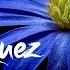 Лео Рохас В Аранхуэс с твоей любовью Leo Rojas En Aranjuez Con Tu Amor Instrumental