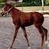 Pony Horses Horse Horselover Arabianhorse Horses Shortvideo Arabic Animals Animal