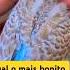 Funk Remix Budgiebreeding Birds Budgie