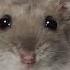 Sad Hamster Violin Meme Found Original