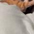 Котики играли котики устали Cat