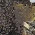Beekeeping 101 How To Handle Bees Mark The Queen And Stay Safe In The Hive Yard