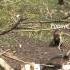Student Resource 15 Minute Animal Behaviour Sampling Video