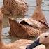 BEBEK ADUS KALI AYAH BEBEK BERENANG APA DUCKS SWIMMING IN TUB LAGU BEBEK ADUS KALI