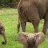 ANAK GAJAH LUCU Shorts