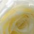 You Can Listen Forever Great Music By Sergey Grischuk Beautiful Flower Video