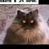 жиза Memes мемы тикток мемы кот коты