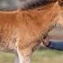 New Foal Meet Joy This Esme