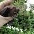 Belial