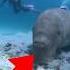 It Lives Underwater But It S More Of An ELEPHANT Than A FISH