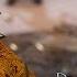 DRAGON AGE INQUISITION Gameplay Trailer The Inquisitor