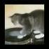 Spinning Cat Recommended Memes Mirami