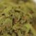 Super Lemon Haze
