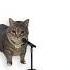 OIIA Cat X Careless Whisper Remix