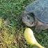 Snapping Turtle Gives Her A Scare ViralHog