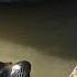 VIDEO Sea Lion Grabs Girl And Pulls Her Into Water