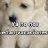 Ya No Nos Quedan Vacaciones Vacaciones Vacation Sad Dogs Shorts Parati Funny Viral Fpy