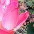 Om Tat Sat Chant One Hour Peaceful Music Reduce Stress Anxiety