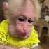 BiBi Obediently Eats Cherry